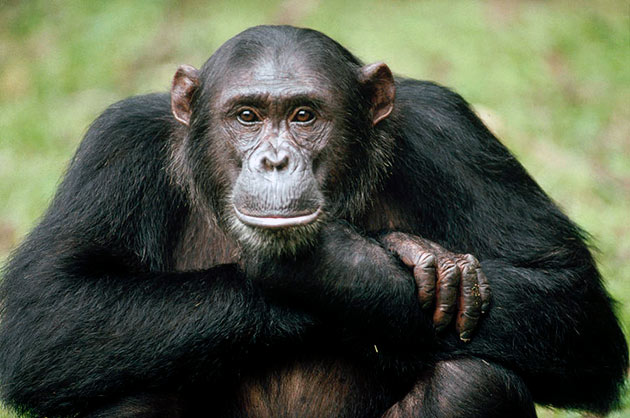 Шимпанзе – фото, описание, ареал, рацион, популяция