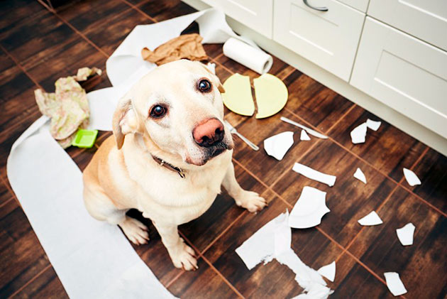 Различные плохие привычки у собаки, зачастую зависят от её характера