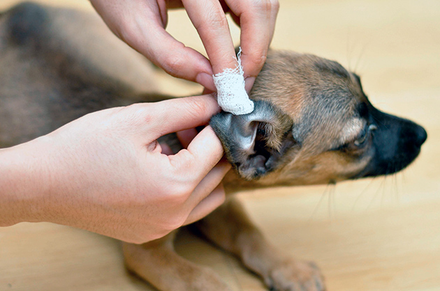 Если вы обнаружили воспаление уха (отита) у собаки, первое что необходимо сделать - обратиться к ветеринару