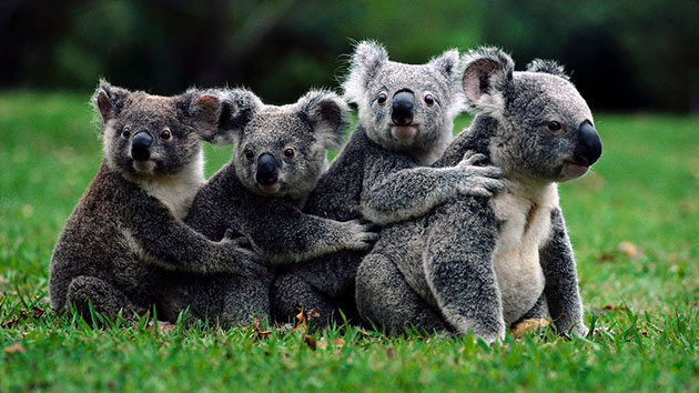 В прошлом веке, человек сильно уменьшил численность коал 