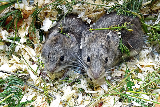 Полевые мыши очень плодовитые животные и поэтому угроза исчезновения им не грозит