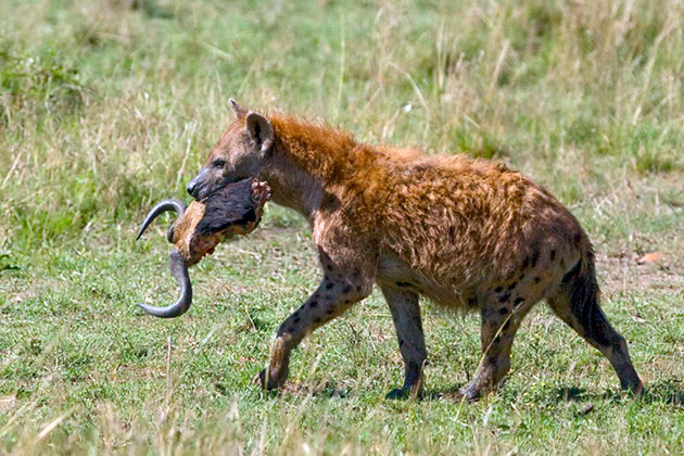 Пятнистая гиена предпочитает животную пищу, а основным блюдом является мясо