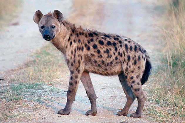 Пятнистая гиена - редкое животное из красной книги