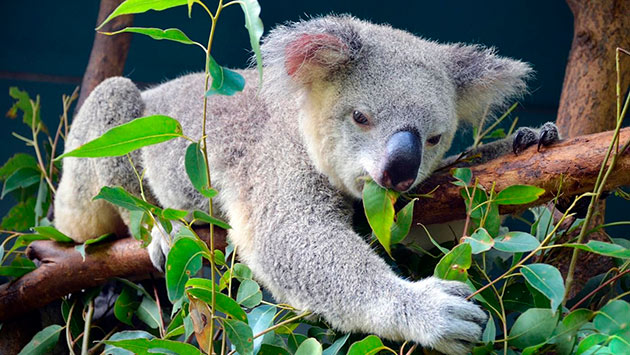 Молодые побеги и эвкалипта — основной рацион питания коал