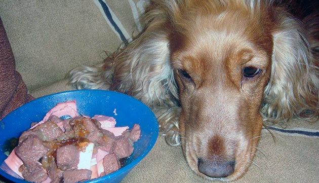 Главный критерий диеты при конъюнктивите у собаки — сбалансированность продуктов