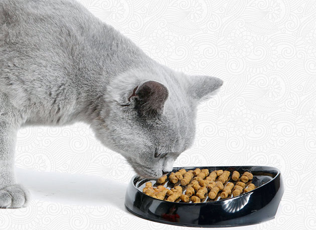 При лишае у кошки,необходимо придерживаться строгой диеты