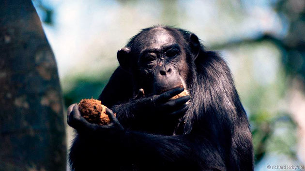 Шимпанзе непривередливы к еде и относятся к всеядным животным
