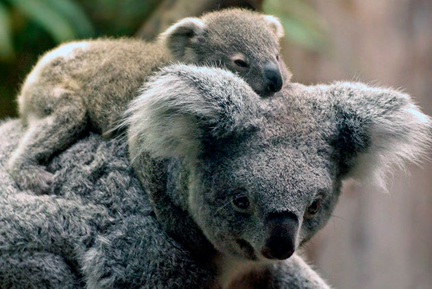 Чаще всего у коал рождаются самки