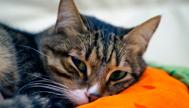Очень часто рвота у кошки является признаком отравления
