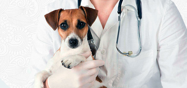 При малейших подозрения на диабет, собаку немедленно нужно показать врачу