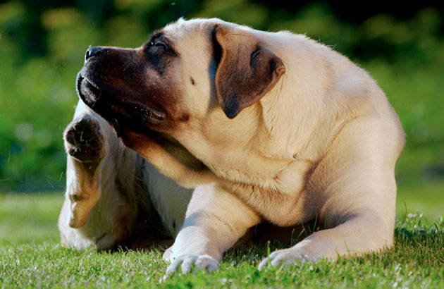 Также при конъюнктивите у собаки наблюдается сильный зуд в пораженном глазе