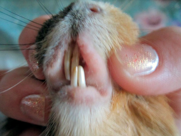 Неправильный прикус у морской свинки, самая распространенная проблема связанная с зубами