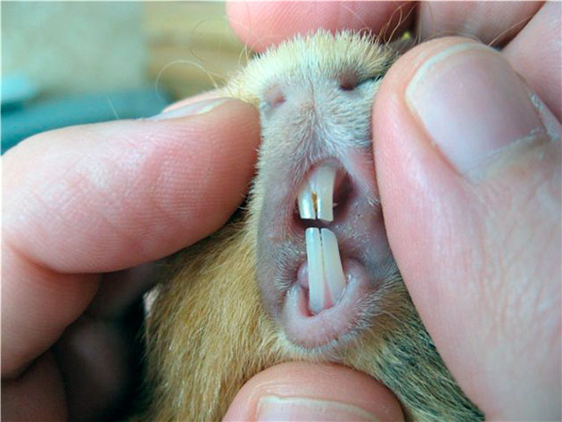 Периодически осматривайте зубы морской свинки, так как неправильный прикус, может стать источником проблем со здоровьем