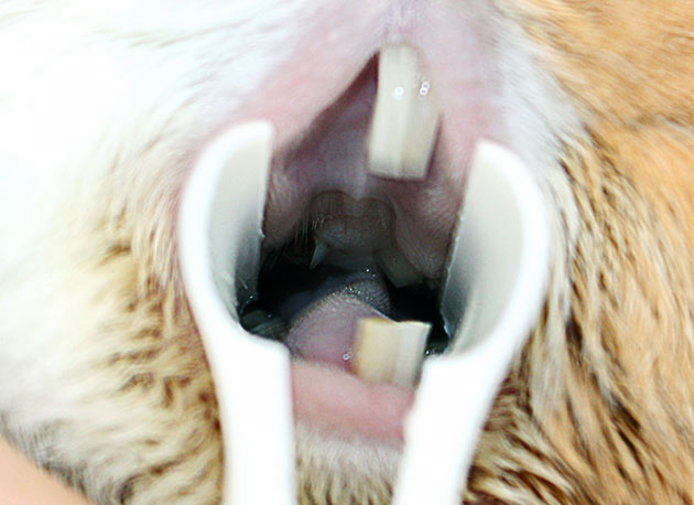 Лишь диагностика ротовой полости у ветеринара может указать на источник проблем с зубами, морской свинки