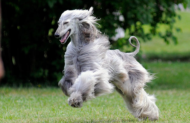 Афганская борзая - активная, ловкая и энергичная собака