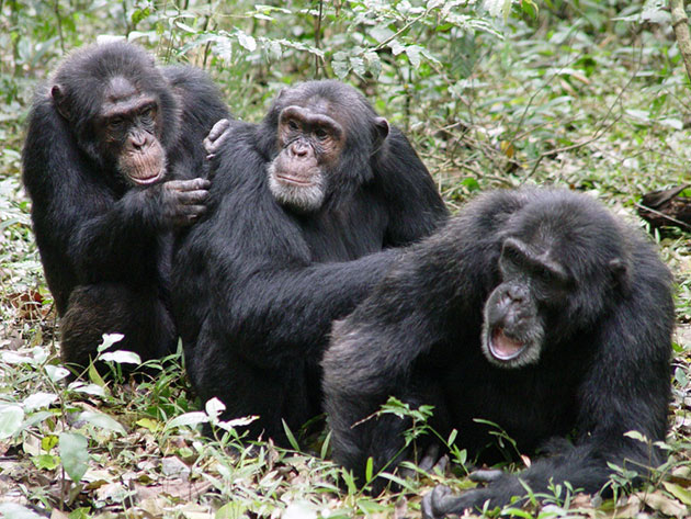 Шимпанзе относится к социальным животным и проживают группами