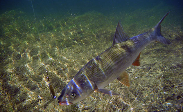 Основной причиной малой популяции жереха — очень большой вылов данной рыбы