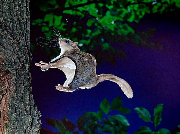Белки летяги ведут сумрачный и ночной образ жизни, большую часть проводя на деревьях