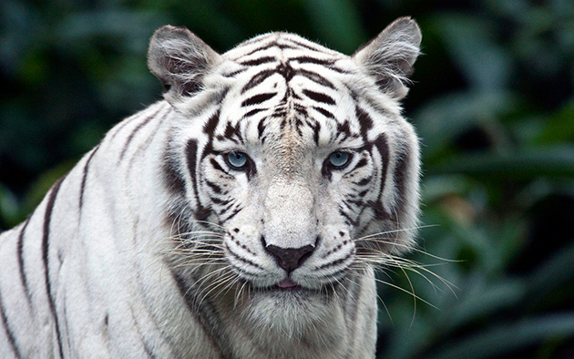 Самыми эффектными и запоминающимися бенгальскими тиграми, с белой шерстью