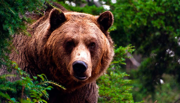 Естественные враги северного оленя — бурые медведи