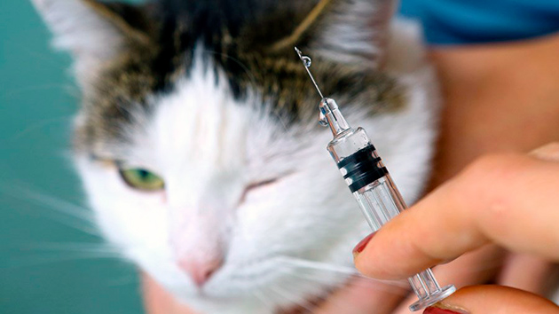 Запрещается делать укол кошке препаратором не назначенным ветеринаром 