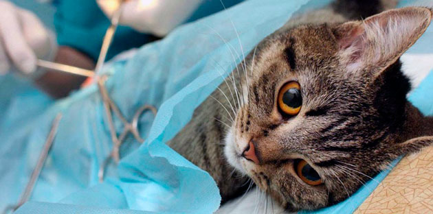 Перед кастрирование убедитесь, что кот здоров и сделаны все необходимые прививки