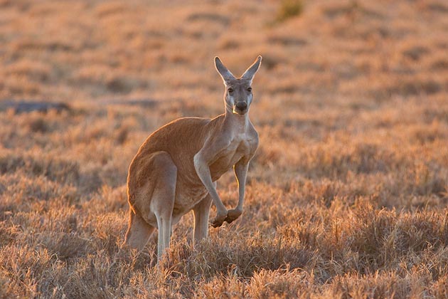 Основным ареалом обитания принято считать Австралию, далее Тасмании и менее распространены кенгуру в Новой Гвинеи и на архипелаге Бисмарка