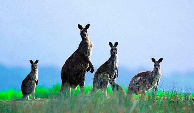 На сегодняшний день популяции кенгуру ничего не угрожает