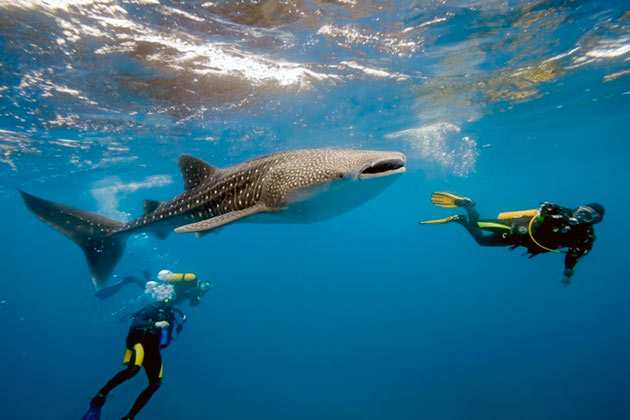 Китовая акула не представляет никакой опасности для человека