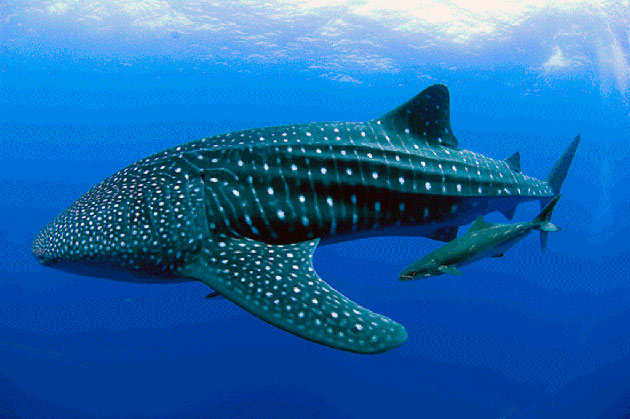 Поведение китовой акулы характеризуют, как апатичный и она ведет кочевнеческий образ жизни