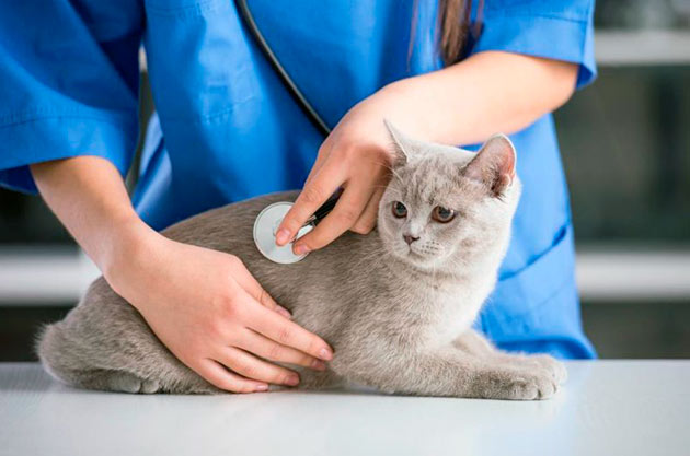 Требуется обратится к ветеринару, если кошка при беременности отказывается длительное время от пищи