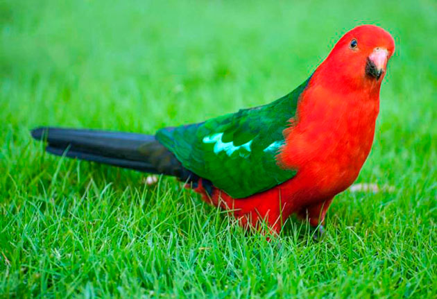 Основной ареал обитания королевских попугаев — территория Австралии