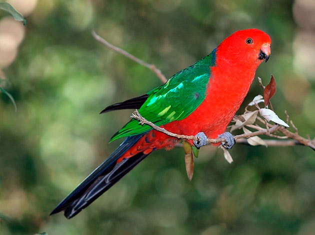 При надлежащем уходе королевские попугаю могут прожить до трех десятков лет
