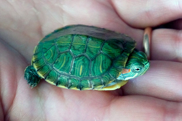 Подавляющее количество красноухой черепахи возникает при неправильном содержание