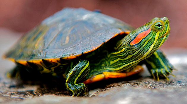 Правильно составленный рацион — залог здоровья красноухой черепахи
