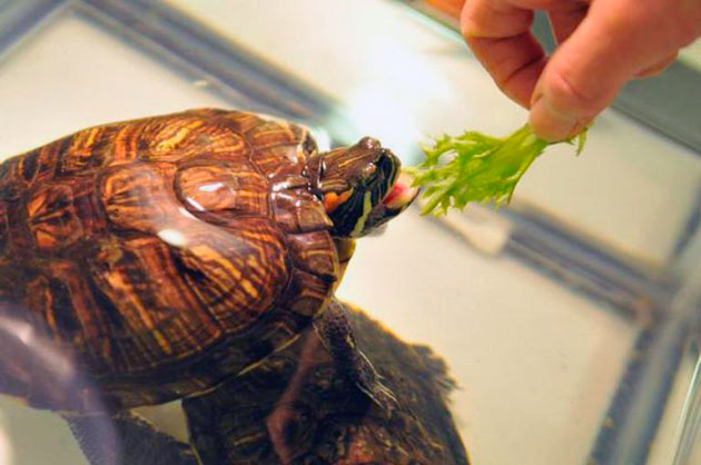 Рацион питания красноухой черепахи нужно составить тщательно, что бы у питомца не возникли проблемы со здоровьем