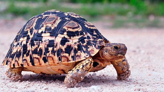 Леопардовая черепаха (Geochelone pardalis)