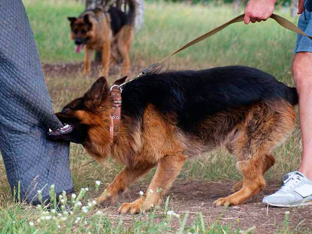 Основным методом профилактики агрессии собаки является правильная дрессировка и никакой агрессии в сторону питомца