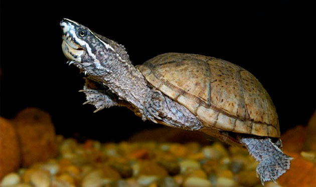 Мускусные черепахи морские животные и выползают на берег, что бы отложить яйца и при длительных ливнях