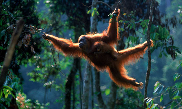 Почти все время орангутаны проводят на деревьях