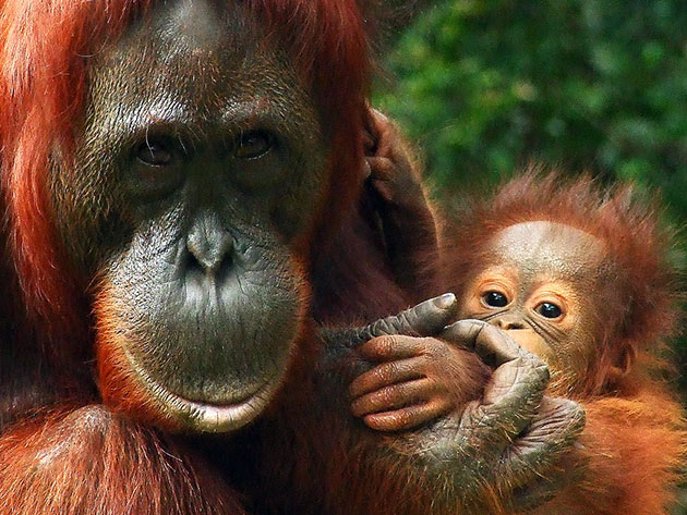 Самка орангутаны за всю жизнь успевает воспитывает воспитать не более 6 детенышей