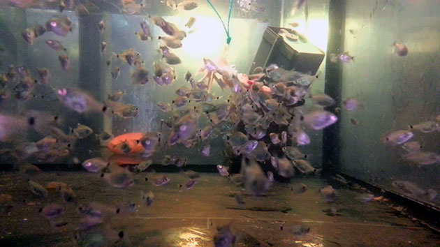 Мальков пираньи отселяют в отдельный аквариум