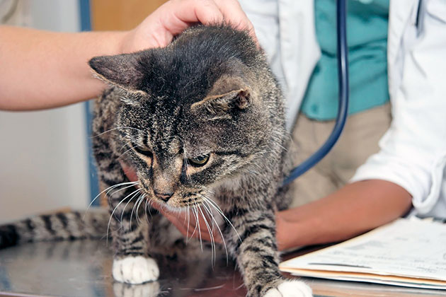 Плюсом кастрации кота является то, что после операции животное становиться спокойным