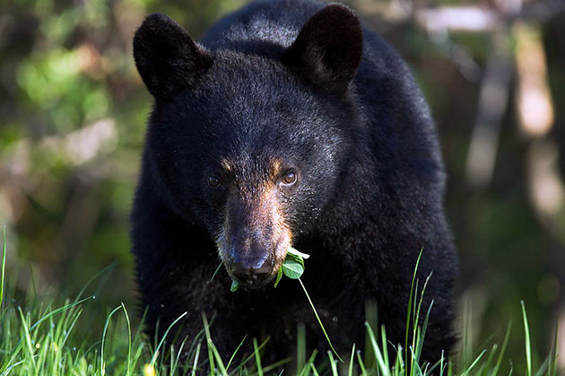 Черный медведь по большей части всеядное животное