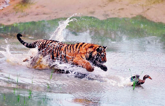 Бенгальские тигры, как правило охотятся на крупных животных, но и не отказываются от мелкой дичи