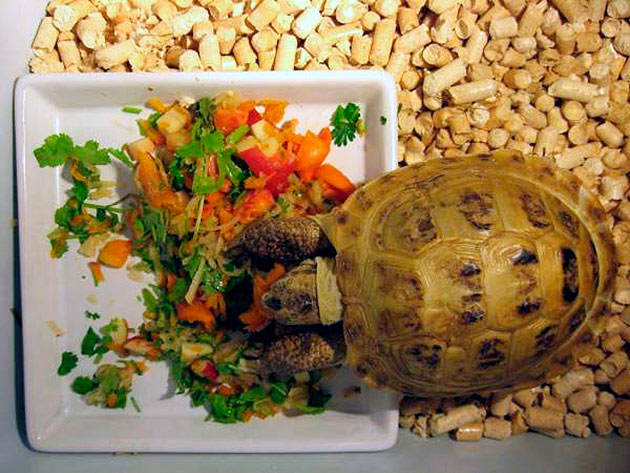 Мускусные черепахи являются всеядными и могу съесть практически все что дадите
