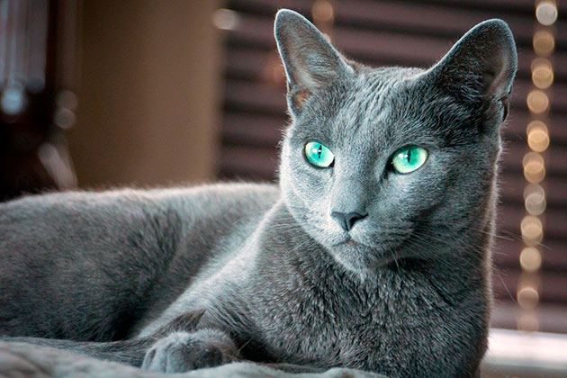 Рейтинг самых дорогих пород кошек: Русская голубая