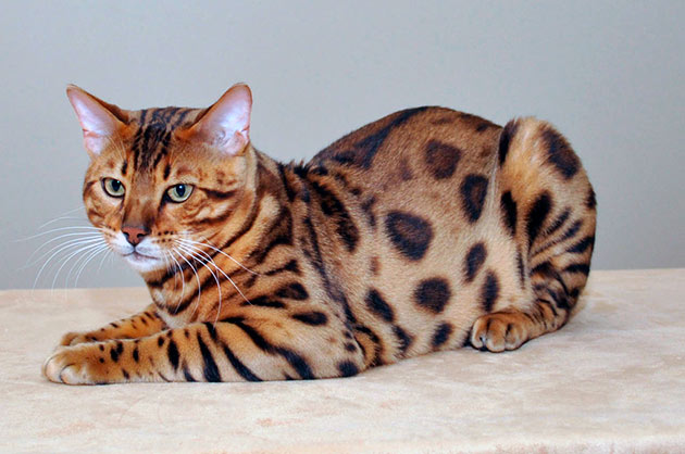 Рейтинг самых дорогих пород кошек: Сафари