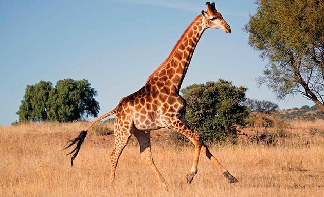 Жираф — это символ Африки