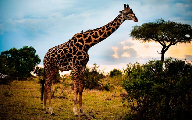 В естественных условиях жираф способен дожить до 35 лет
